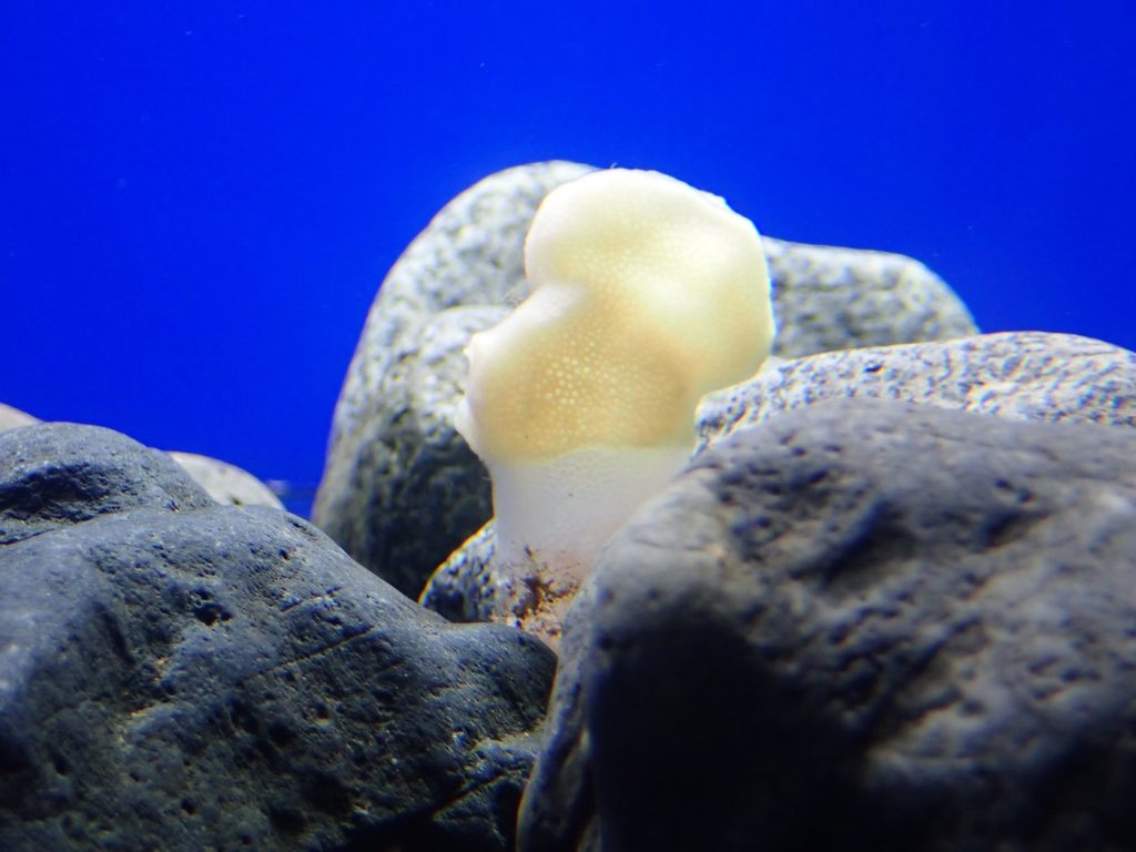 B.C. fisherman fined $33K for harvesting in 'globally unique' glass-sponge reefs