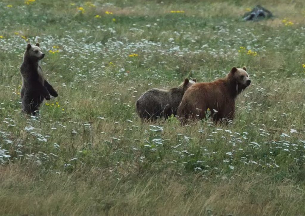 A grizzly bear and two cubs are shown on Vancouver Island