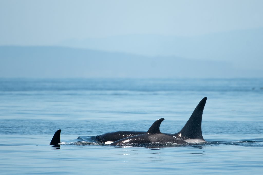 Orcas' fins