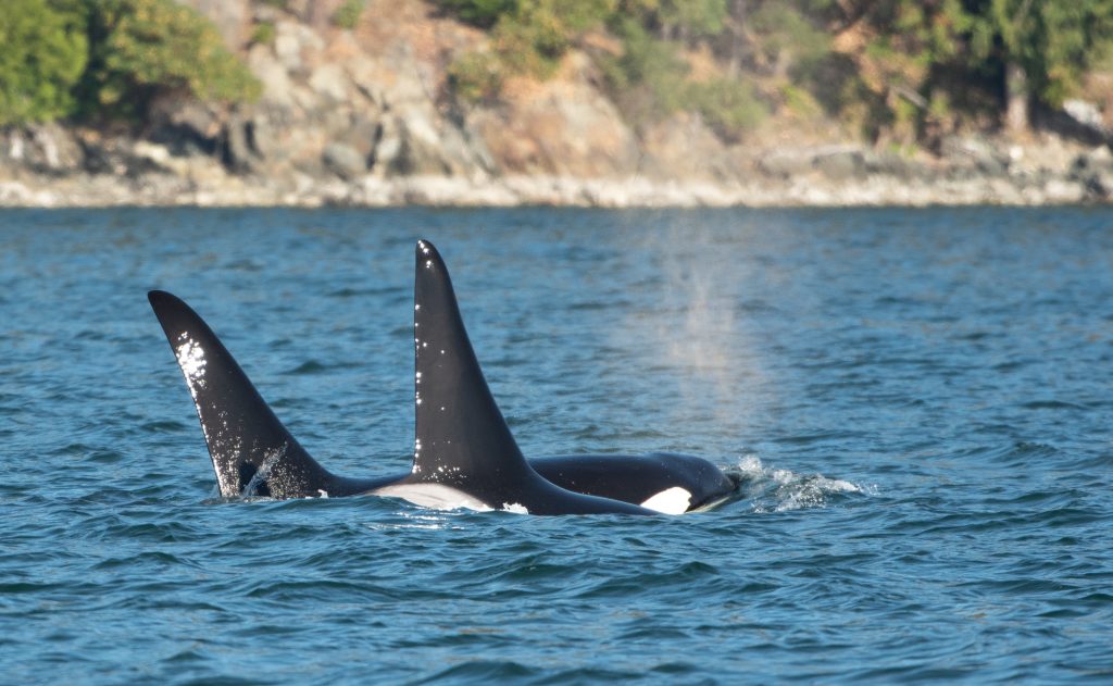 Orcas' fins