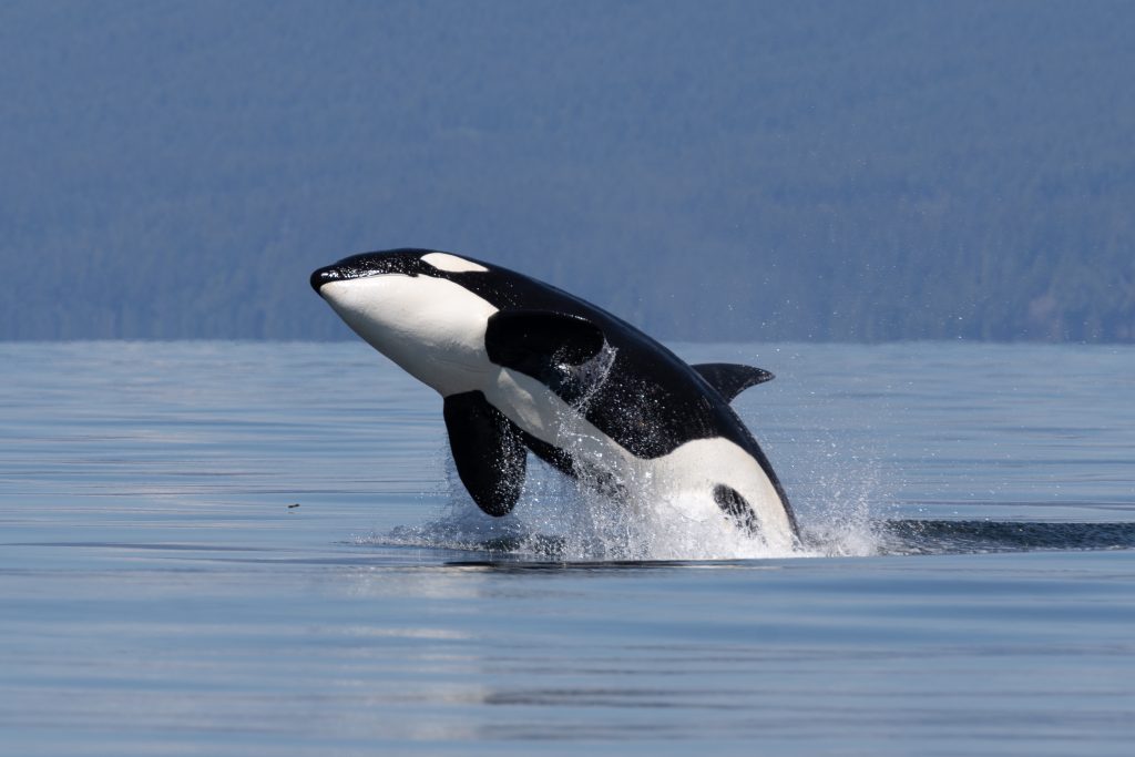 An orca breaching