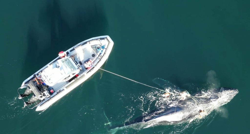 Four-day rescue operation freed a humpback whale off northern B.C.: DFO