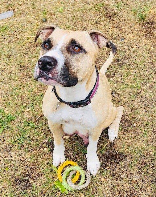 The three pit bulls were taken into care, where they x-rayed Ellie which uncovered that she was in the late stages of pregnancy with a litter of 10 puppies. (Courtesy BC SPCA)