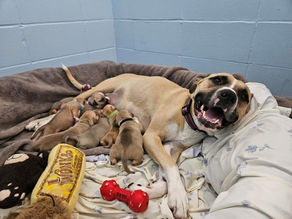 The three pit bulls were taken into care, where they x-rayed Ellie which uncovered that she was in the late stages of pregnancy with a litter of 10 puppies. (Courtesy BC SPCA)