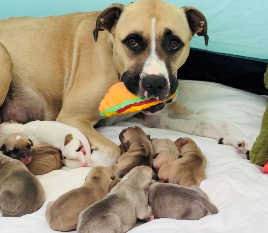 3 pit bull mixes rescued by BC SPCA, one gives birth to 10 puppies