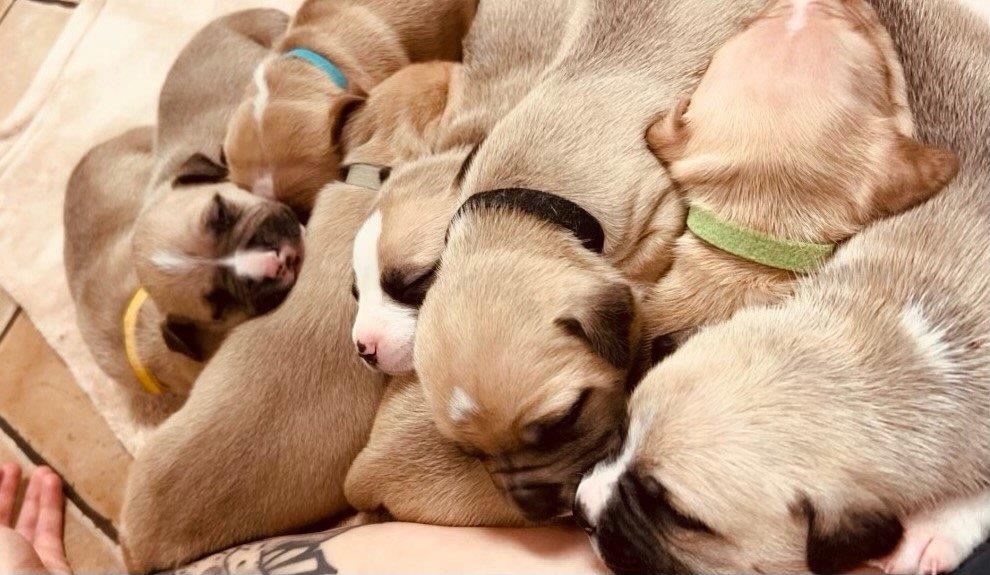 The three pit bulls were taken into care, where they x-rayed Ellie which uncovered that she was in the late stages of pregnancy with a litter of 10 puppies. (Courtesy BC SPCA)