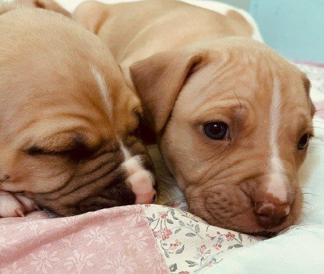 The three pit bulls were taken into care, where they x-rayed Ellie which uncovered that she was in the late stages of pregnancy with a litter of 10 puppies. (Courtesy BC SPCA)