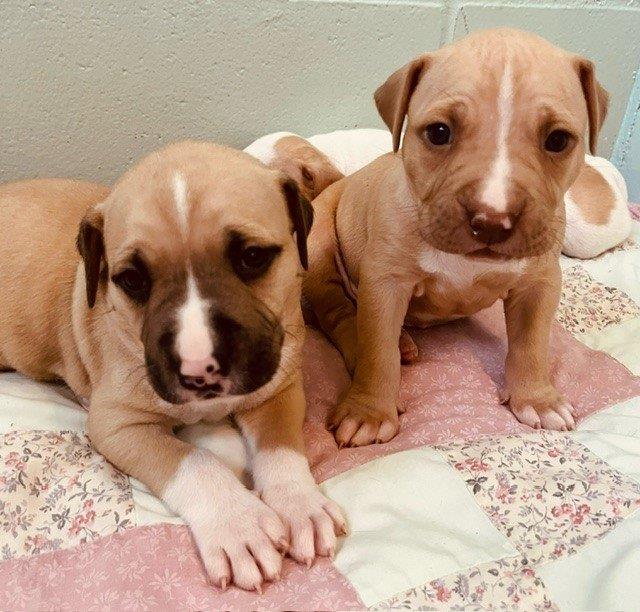 The three pit bulls were taken into care, where they x-rayed Ellie which uncovered that she was in the late stages of pregnancy with a litter of 10 puppies. (Courtesy BC SPCA)