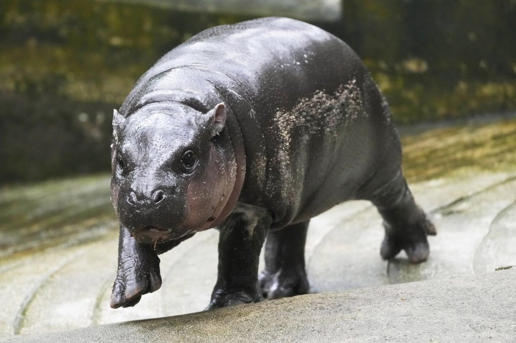 Pygmy hippo Moo Deng is so adored she may get her own patent