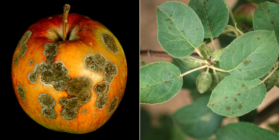 Apple scab. (Courtesy Wisconsin Horticulture)