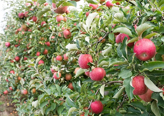 Popular Fraser Valley apple U-pick closed after crop lost to weather-related disease