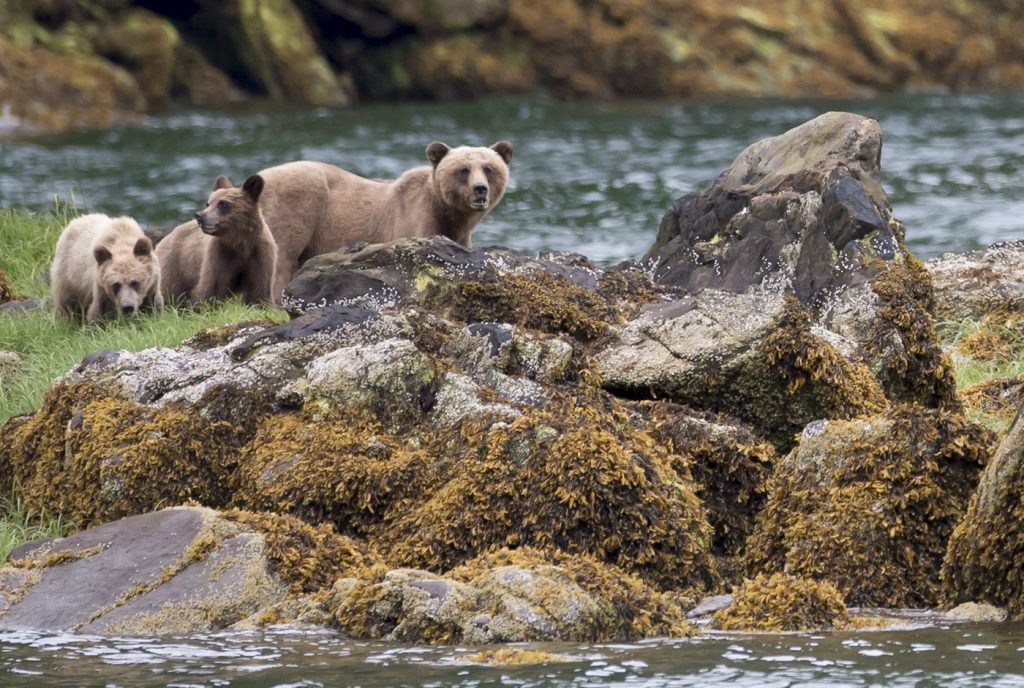 B.C. sets up a panel on bear deaths, will review conservation officer training