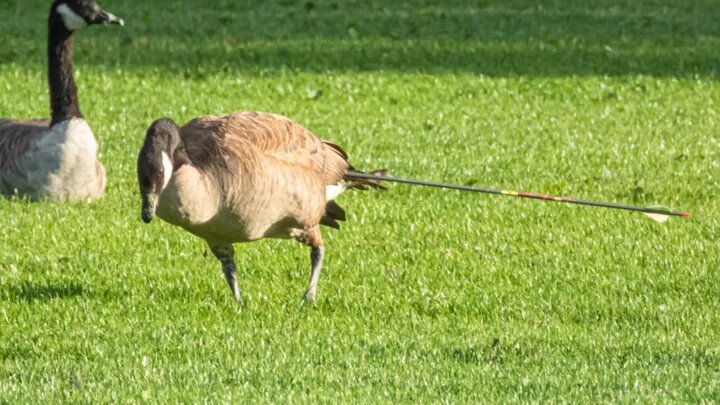 Wild goose chase: Squamish community raises funds to capture arrow-struck bird