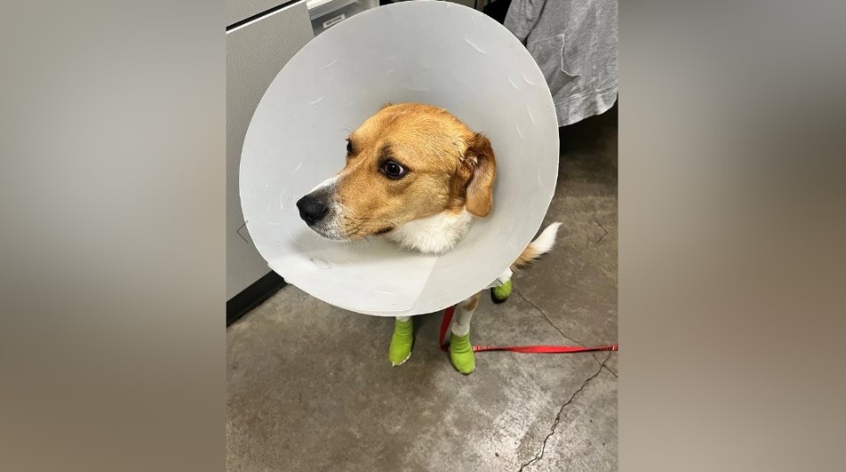 Sunny is recovering in the care of a vet after being dragged by a vehicle in Merritt. The BC SPCA is recommending charging.