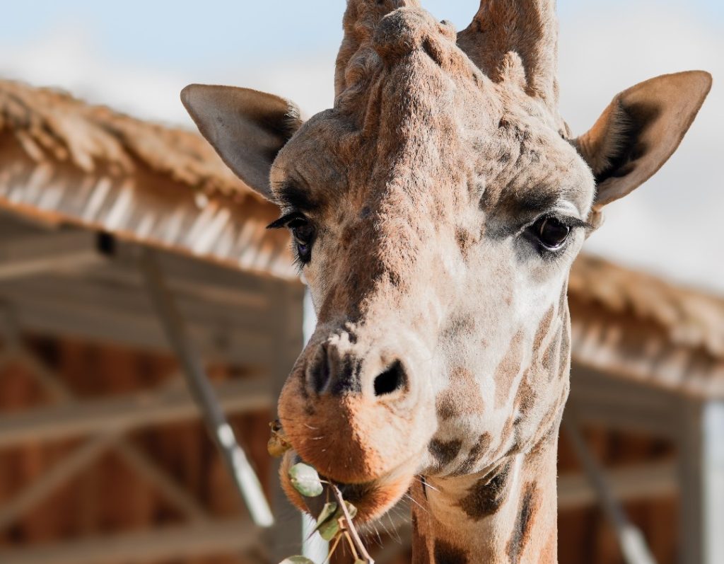 Jenga the giraffe chews a branch of leaves