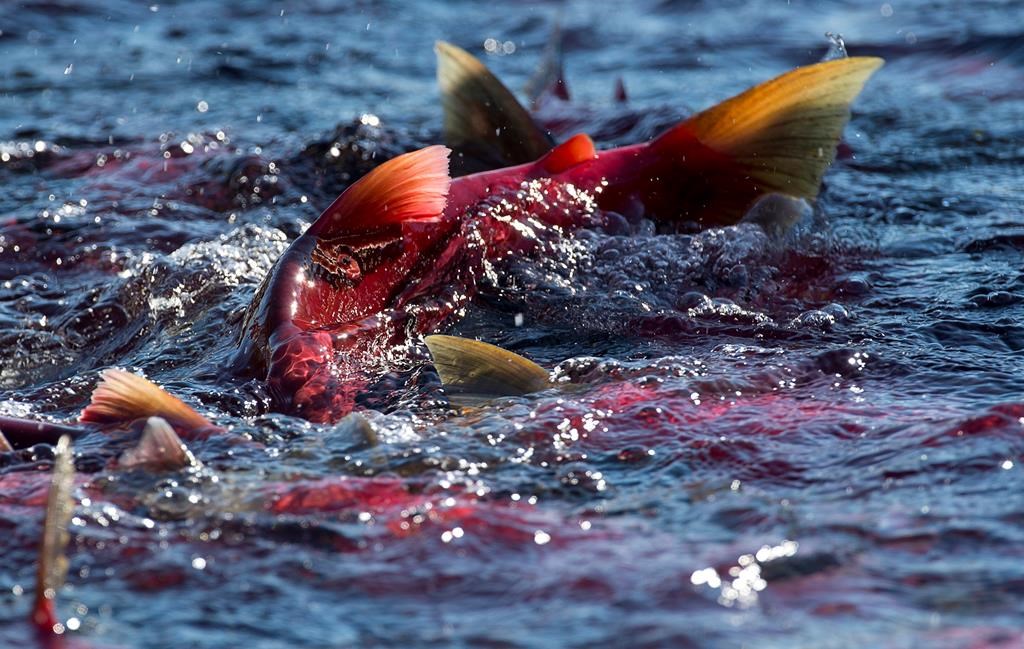 Vancouver Island hatchery marks huge return of pink salmon