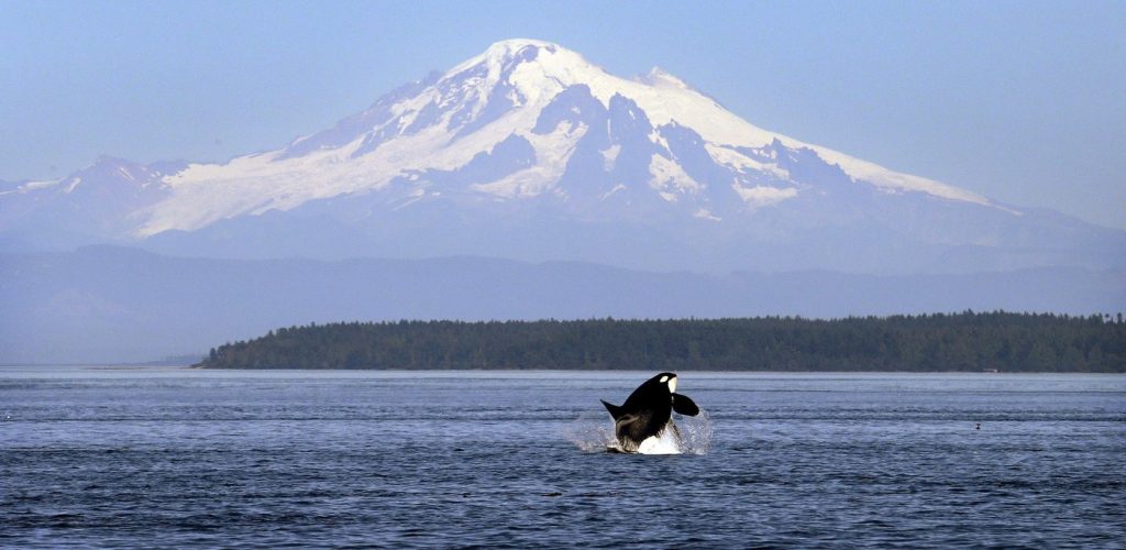 Lack of salmon may not be the problem after all for endangered orcas, report suggests