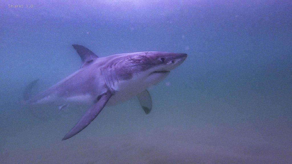 Four-metre-long Great White Shark washes up on Haida Gwaii beach