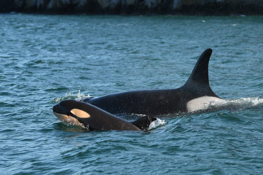 Census shows 3 killer whales lost from endangered southern resident population