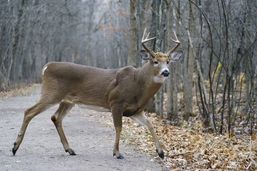 Aggressive deer killed dog in family's yard on Vancouver Island