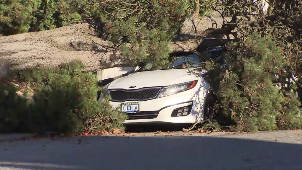 A fallen tree that crushed a vehicle is seen in Delta on Monday November 4, 2024.