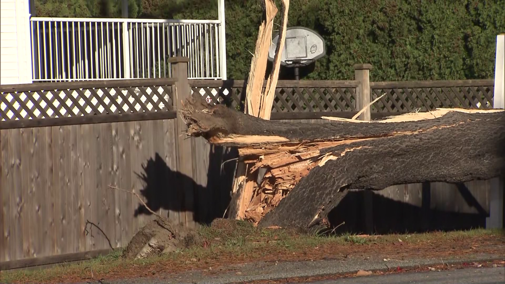 A fallen tree that crushed a vehicle is seen in Delta on Monday November 4, 2024.