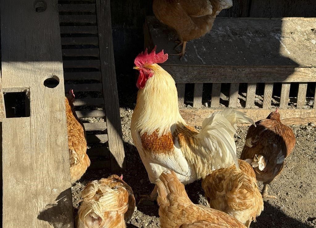 Campbell River petting farm culls entire bird flock over avian flu outbreak