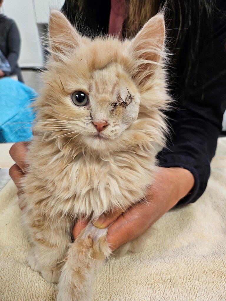 A ginger kitten with one stitched-over eye