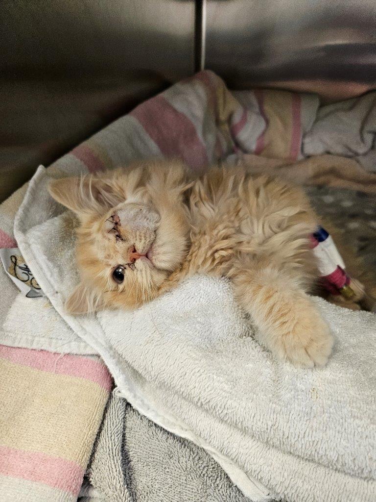 A ginger kitten with one stitched-over eye