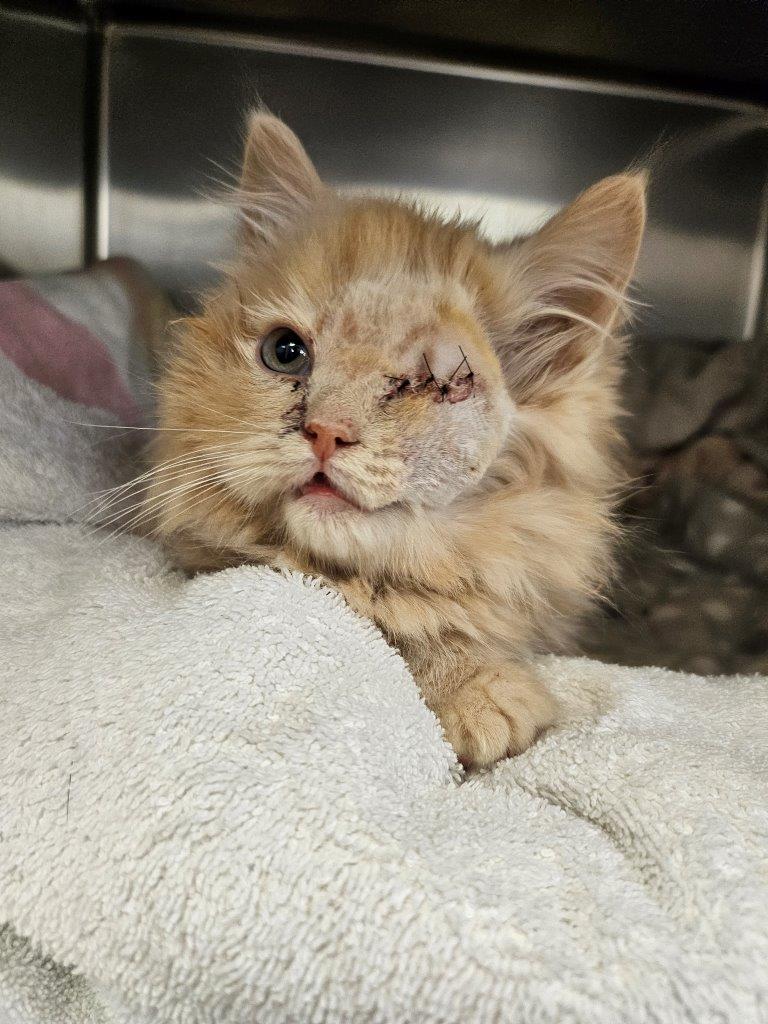 A ginger kitten with one stitched-over eye