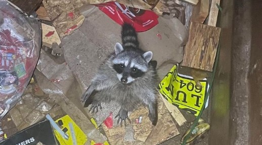 Masked bandit alert: raccoon sightings on the rise