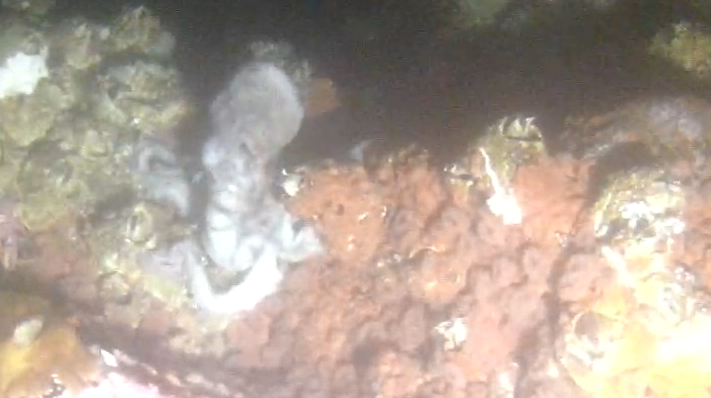 Octopus battles B.C.'s bomb cyclone in ocean floor video