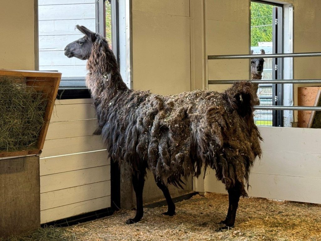 8 llamas rescued from South Surrey property