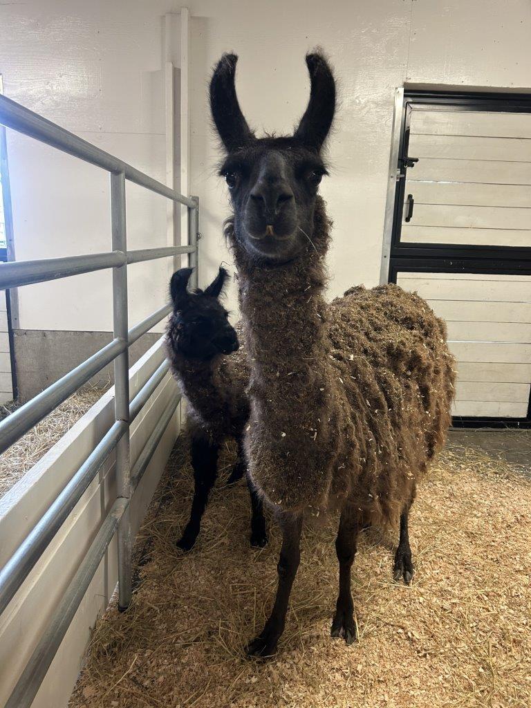 A llama and a cria stand in a barn