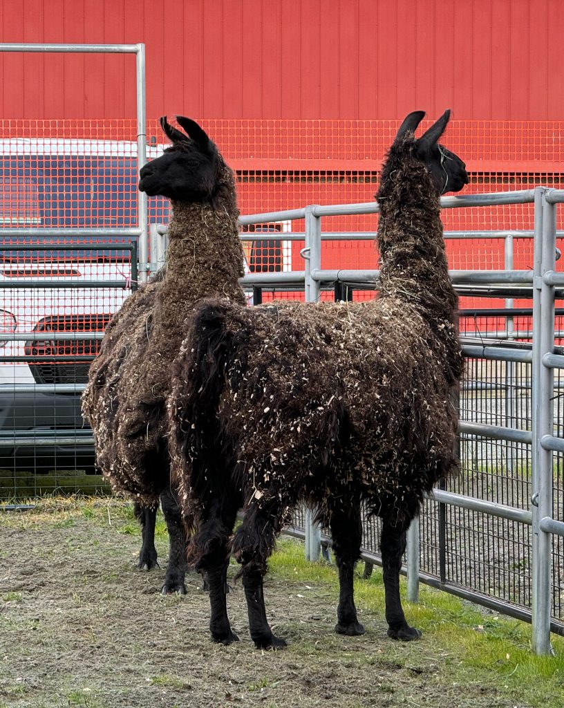 Two matted llamas stand in a paddock