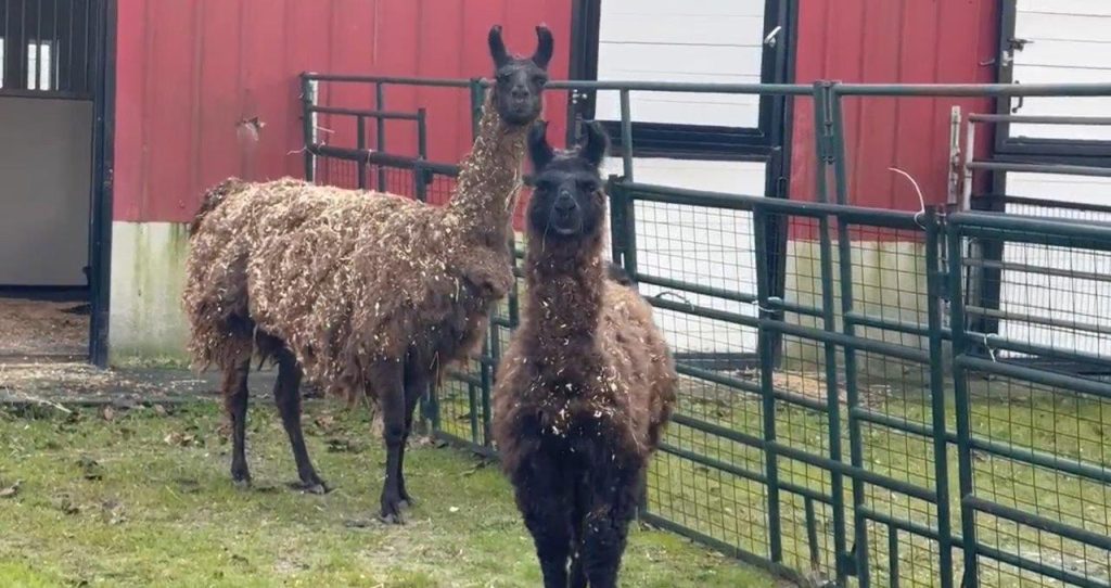 Two matted llamas stand in a paddock