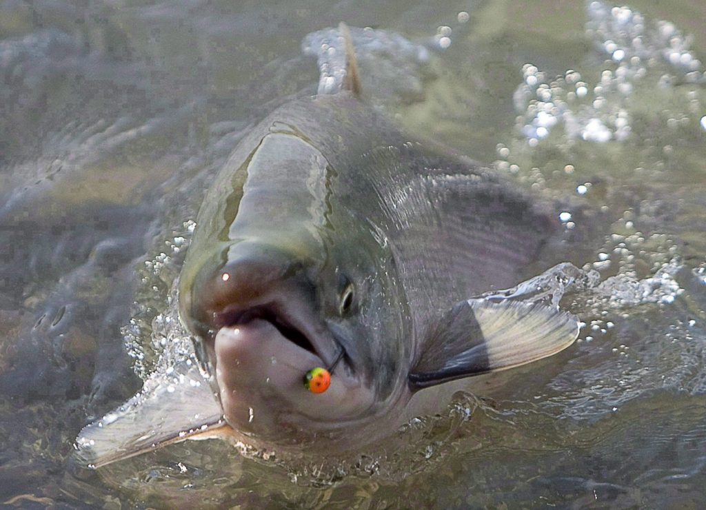 UBC study: changing catch-and-release fishing practices can boost salmon survival