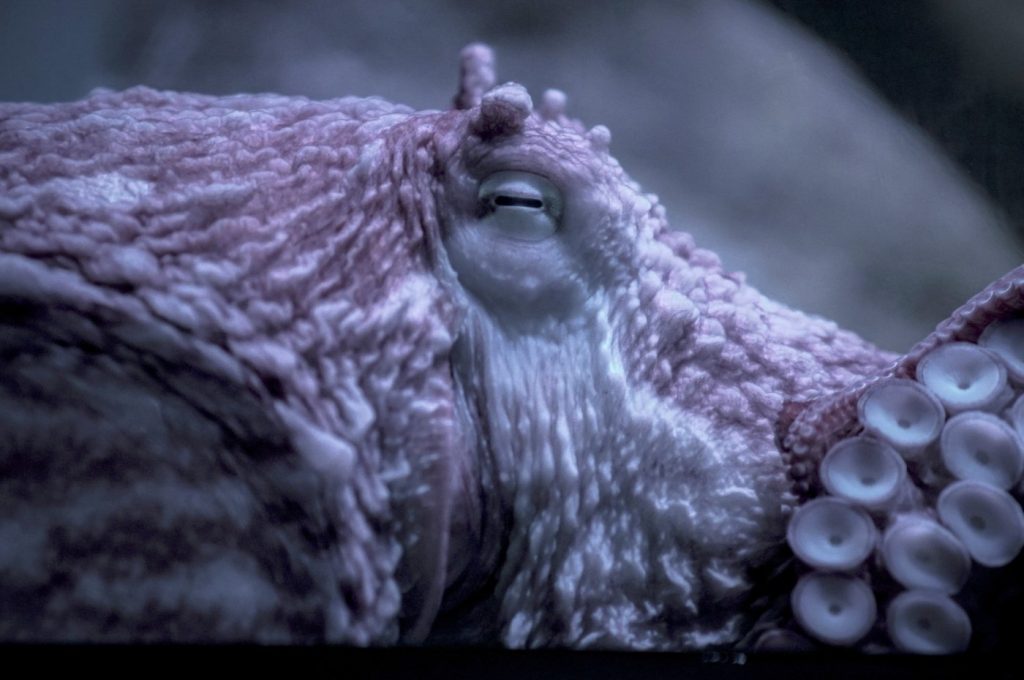 Octopus battles B.C.'s bomb cyclone in ocean floor video