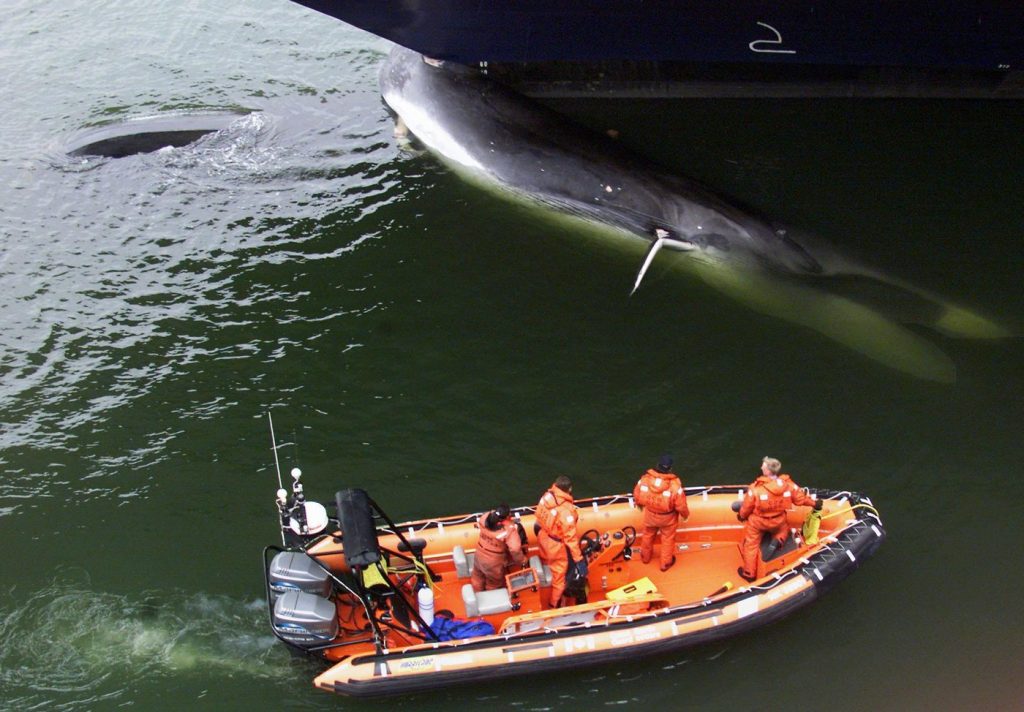 Ship strikes kill thousands of whales. A study of hot spots could map out solutions