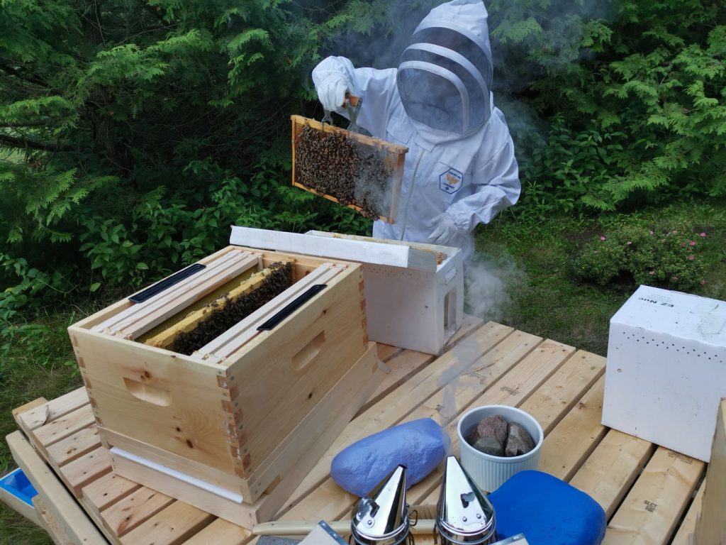 Apiaries abuzz over ruling against widening cross-border trade in live honeybees