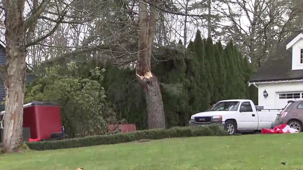 A broken branch above a driveway in the 29th Avenue and 175th Street area of Surrey, B.C. (CityNews Image)