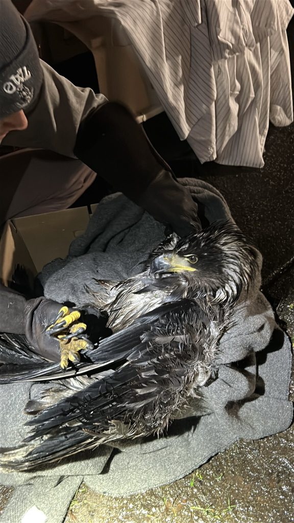 An eagle being held by a police officer