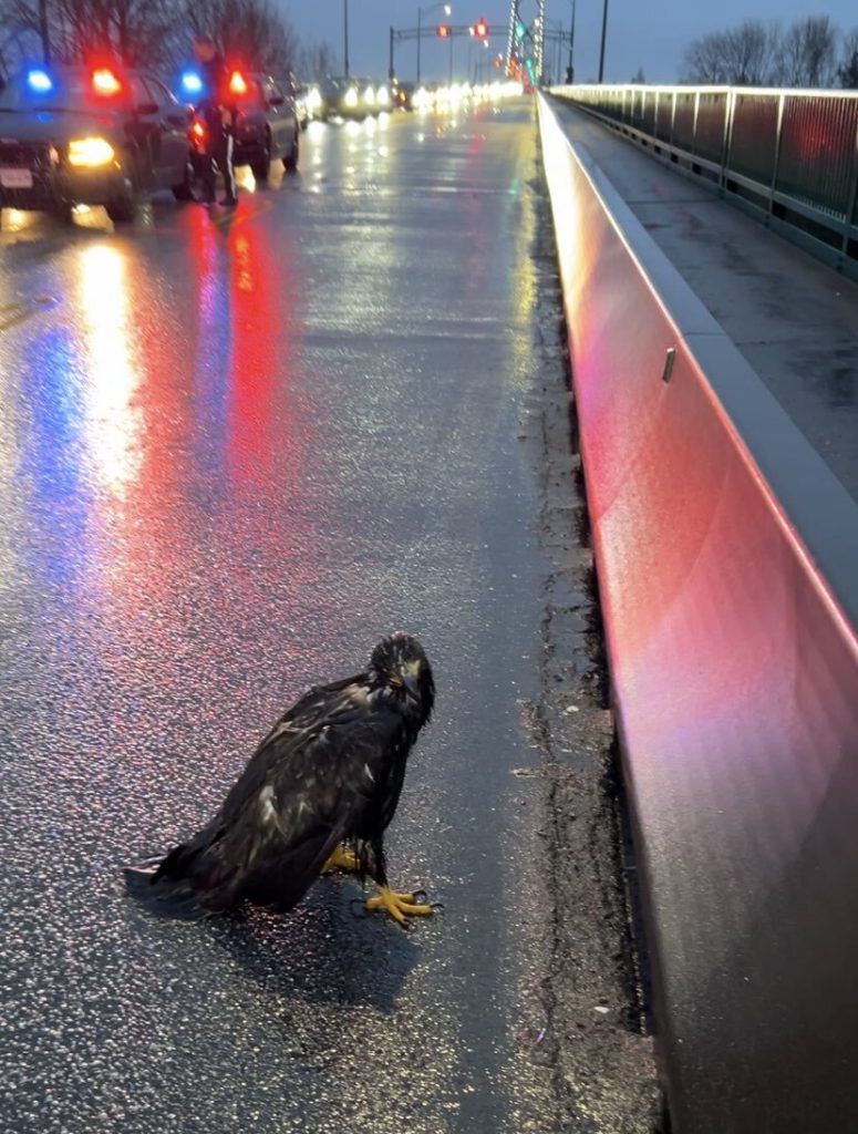 An eagle on the Lions Gate Bridge