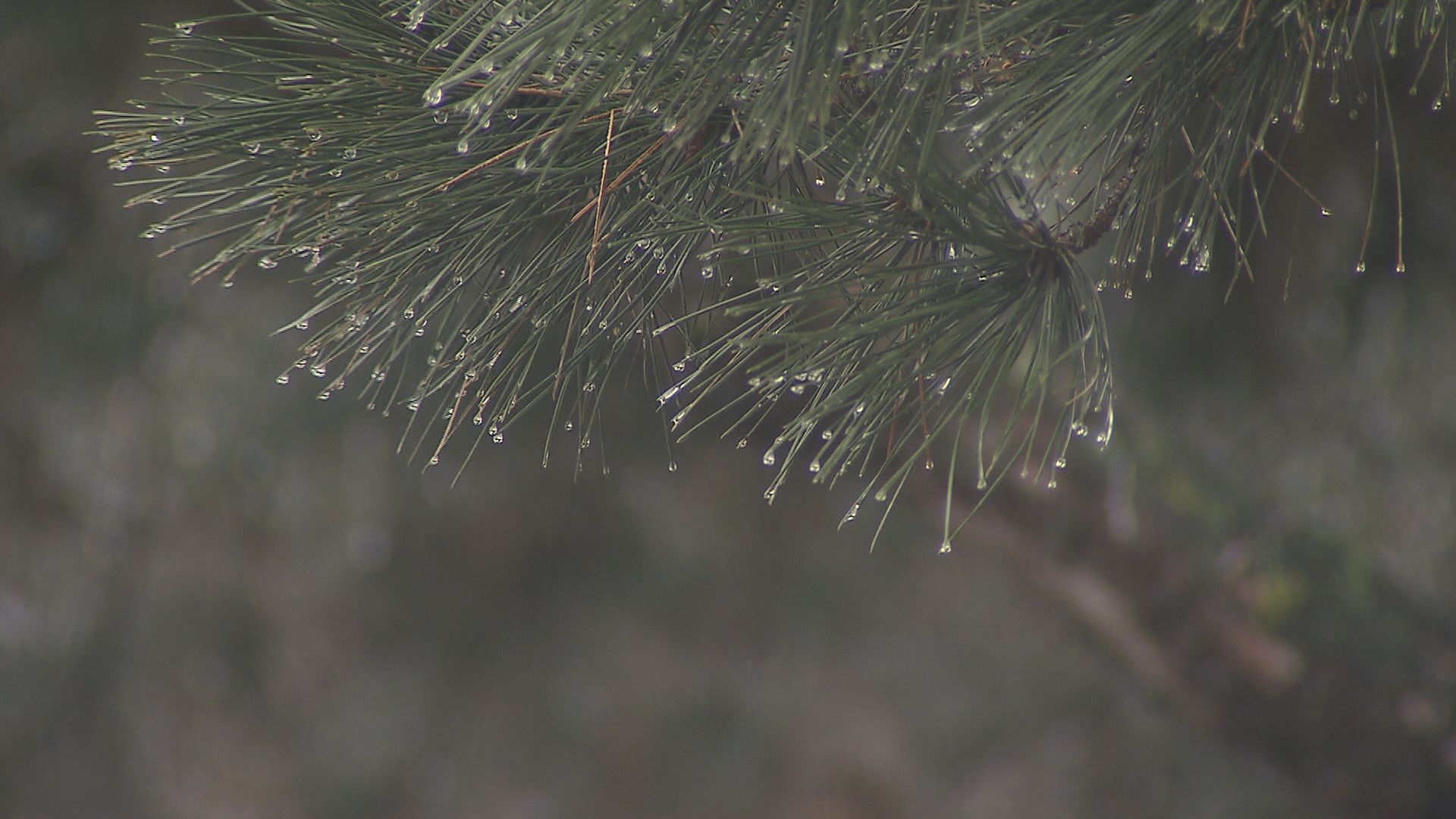 Rain is observed in Vancouver on Sunday, March 23, 2025. (Photo CityNews)