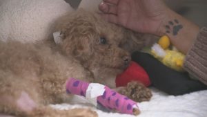 Dog discovered injured in Vancouver trash bin recovering from successful surgery