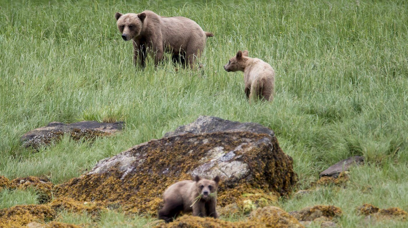 Rural Municipalities of Alberta Advocate for Regulated Grizzly Bear Hunt in Province