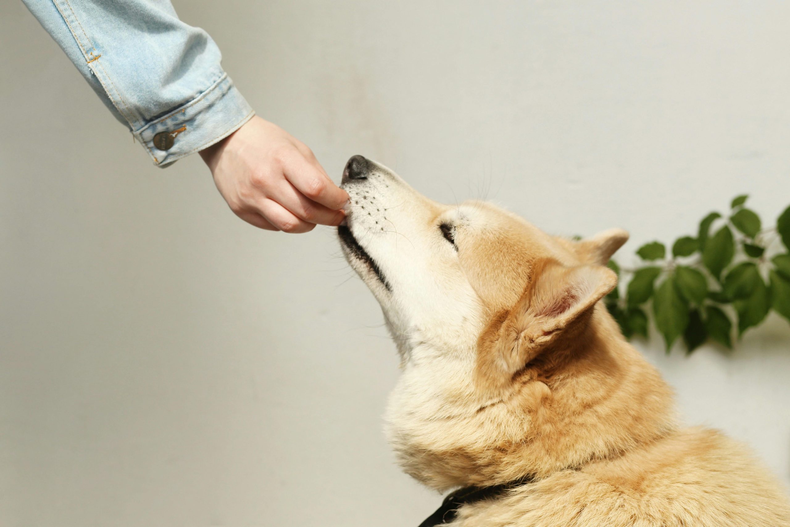 Port Coquitlam woman raising funds for Iranian dogs in distress 
