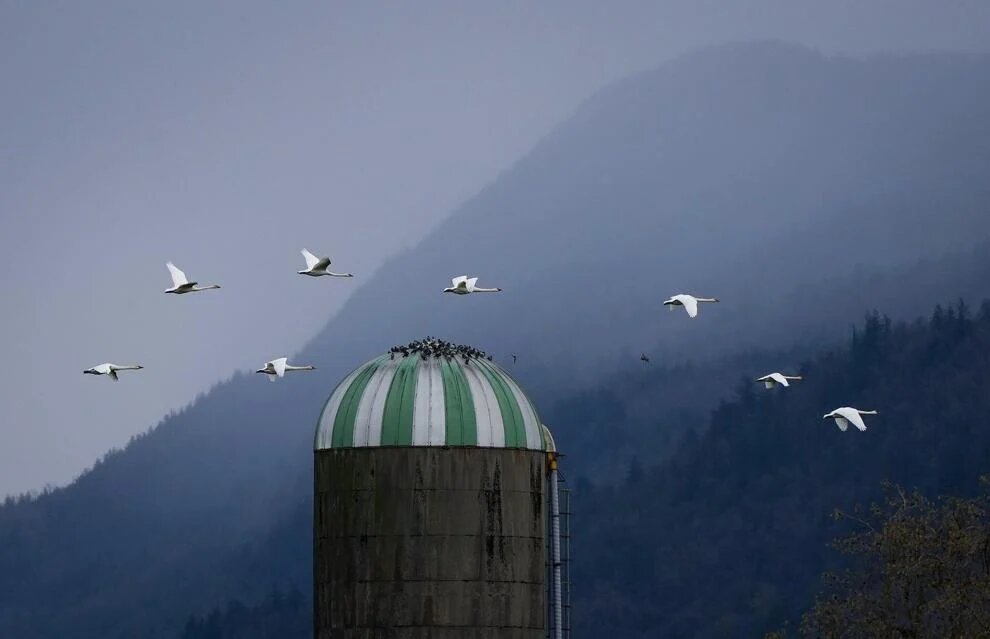 Avian Flu Fraser Valley