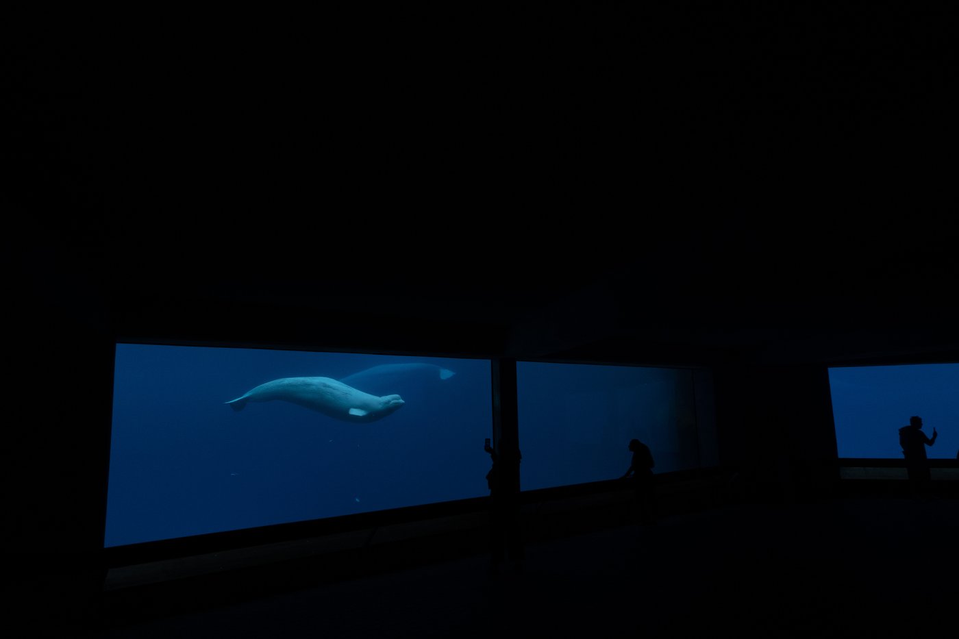 Ottawa endorses plan to move Marineland’s whales to U.S. and Spain