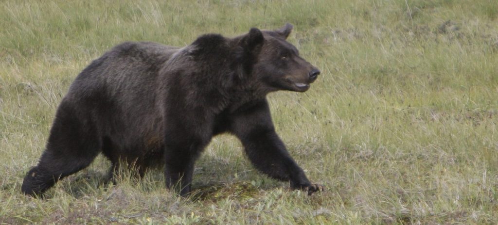 This Aug. 12, 2009 photo shows a grizzly bear travelling across the Porcupine River Tundra in the Yukon Territories, Canada.